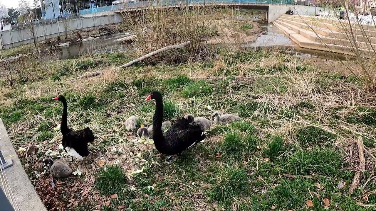 New Update Trauerschwäne in Schwäbisch Gmünd