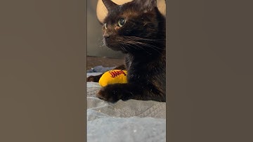 Black Cat Licks Toy, Best Cat Toy, Catnip Banana Toy, Rescue Kitty Enjoys New Toy, Funny Cat Video