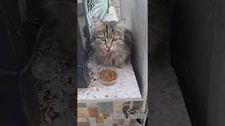 6 KERE DAYI 🤪🥰 birazdan  #perşembe #catsvideos #katze #cats #dua #destek #keşfet #merhamet