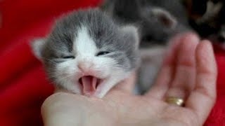 「猫かわいい」 とてもかわいくニャーニャー鳴いている子猫 - 最も面白い猫の映画 #277