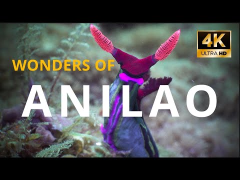 Wonders of Anilao