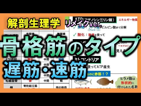 新生理科学大系 4 筋肉の生理学 mqdefault.jpg