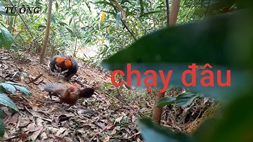 Bẫy gà rừng- Tú ông bẫy gà rừng mái mồi bổi mất mào