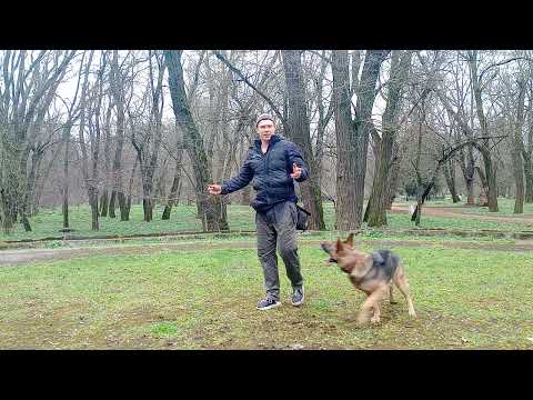Видео: Как приучить немецкую овчарку лечь