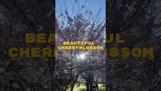 Cherry Blossom Season 🌸  In Canada