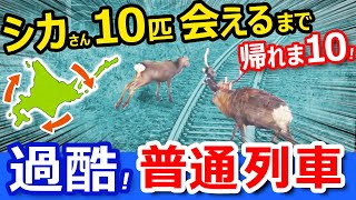 過酷！北海道を普通列車で５日間乗り倒す！【シカさんを探す北海道周遊旅】