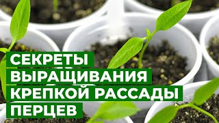 ЗДОРОВЫЕ И КРЕПКИЕ ПЕРЦЫ! | Подкормка рассады перцев