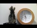 水を吸うパキポディウムのタイムラプス|  Time-lapse video of watering Pachypodium