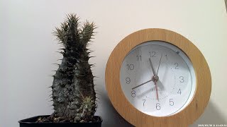 水を吸うパキポディウムのタイムラプス|  Time-lapse video of watering Pachypodium