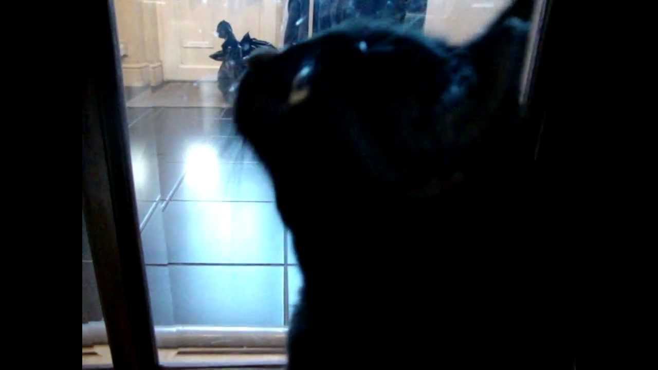 Cat Noises warbling YouTube