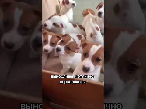 Джек Рассел терьер-
