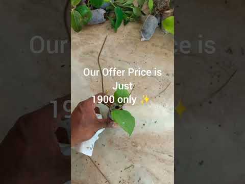 23 Varieties Of Hoya Plants Hoya Combo Offers Grab It Soon Hoyaplants Hoya Hoyacollection