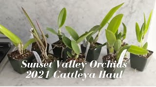 Sunset Valley Orchids | Spring 2021 Unboxing:  New Mini & Compact Cattleya Orchids