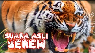 Suara harimau asli binatang buas sangat seram