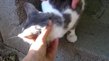 Quel Nom Pour Un Chat Gris Et Blanc