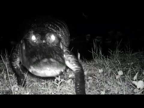 BROWNING TRAIL CAMERA VIDEO COMPILATION ~ WILDLIFE