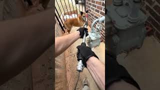 Animal control captures confined stray in yard
