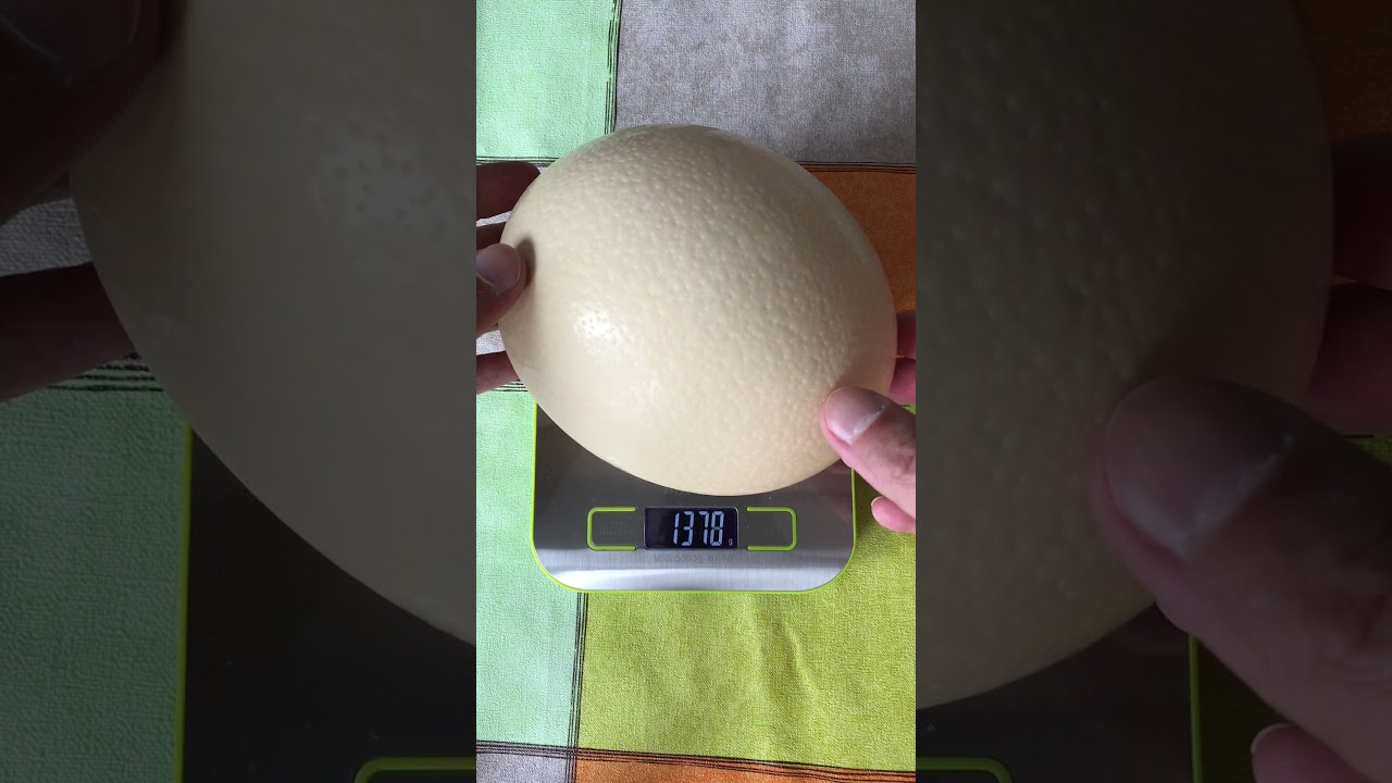 TEST How Much OSTRICH EGG Weigh? Shorts YouTube