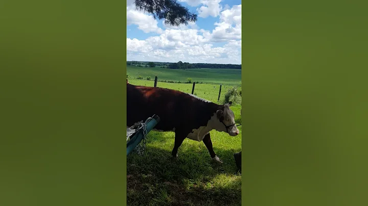 A day in the life of a show cow