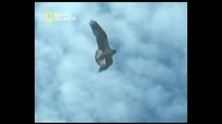 Öldürmeye Programlanmış Hayvanlar