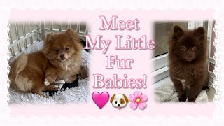 Meet My Little Fur Babies! 🐶💖🐶