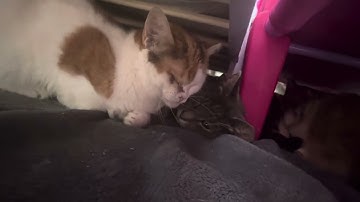 Downy has hydrocephaly. You can meet her! #trending #special #cat #love #share #fyp 