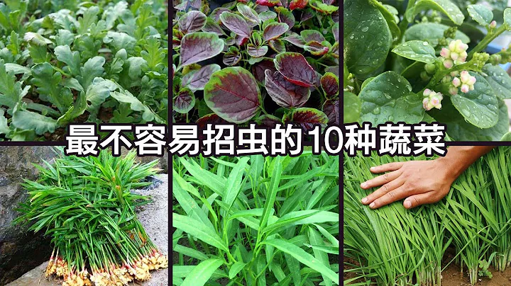 哪些蔬菜不會招蟲？分享10種無蟲害的蔬菜，最適合新手和懶人種植| Top 10 vegetables without pests - 天天要聞