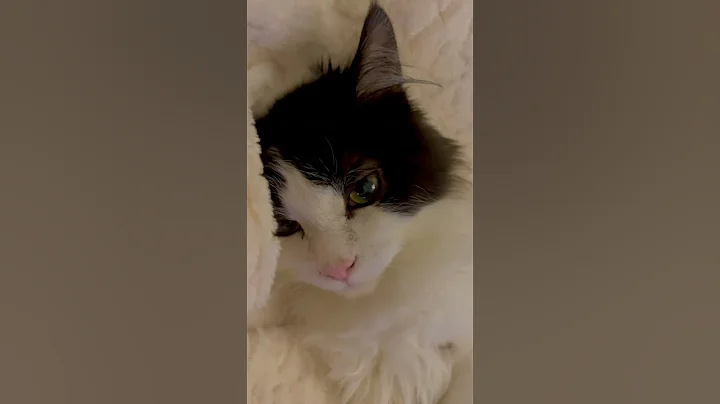 Video 4334491: cute turkish angora kitten