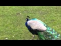 Facts about the PEAFOWL