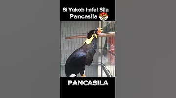 Si Yakob Hafal Sila Pancasila ! #burung #birds #shorts #indonesia