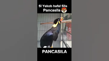 Si Yakob Hafal Sila Pancasila Burung Birds Shorts Indonesia 