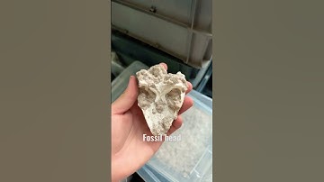 Fossil head skull #fossils #minerals