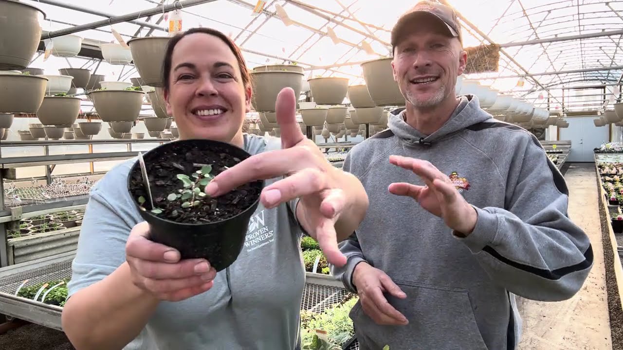 Best Trailing Vines for Containers and Hanging Baskets 🌿 Live from the Greenhouse! 3/05