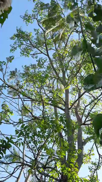 Toona Ciliata Plant | Indian Red Cedar