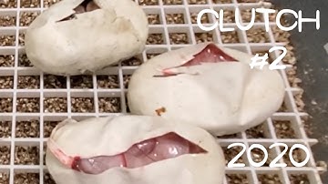 2020 Ball Python Clutch #2: Egg Clutch 2. Egg cutting Pastel Coral Glow Pied x Pastel Sugar