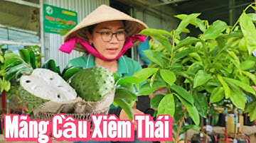 Mãng Cầu Xiêm Thái, cây giống dễ trồng, kinh tế cao