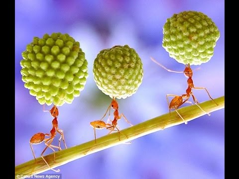 муравьи, слаженная работа коллектива # ants, teamwork of staff