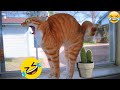 New Funniest Dogs and Cats Videos😀 - Funny Animal Videos 2023😂 #1