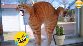 New Funniest Dogs and Cats Videos😀 - Funny Animal Videos 2023😂 #1