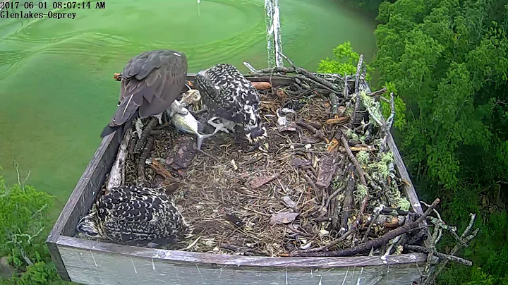 35 Days Old - Glenlakes Osprey Nest