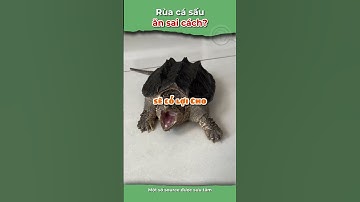 Tôi đang cho rùa cá sấu ăn sai cách #Alligator #onhachoimotminh
