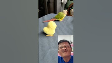 HaiAu: Video Clip Hài Hước Của Con Vẹt