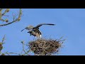 Great Blue Herons - nesting