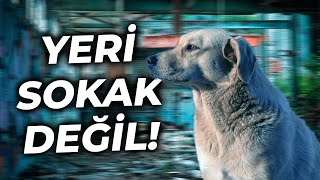 Sokak Köpekleri Toplanmalı mı?! (Podcast)