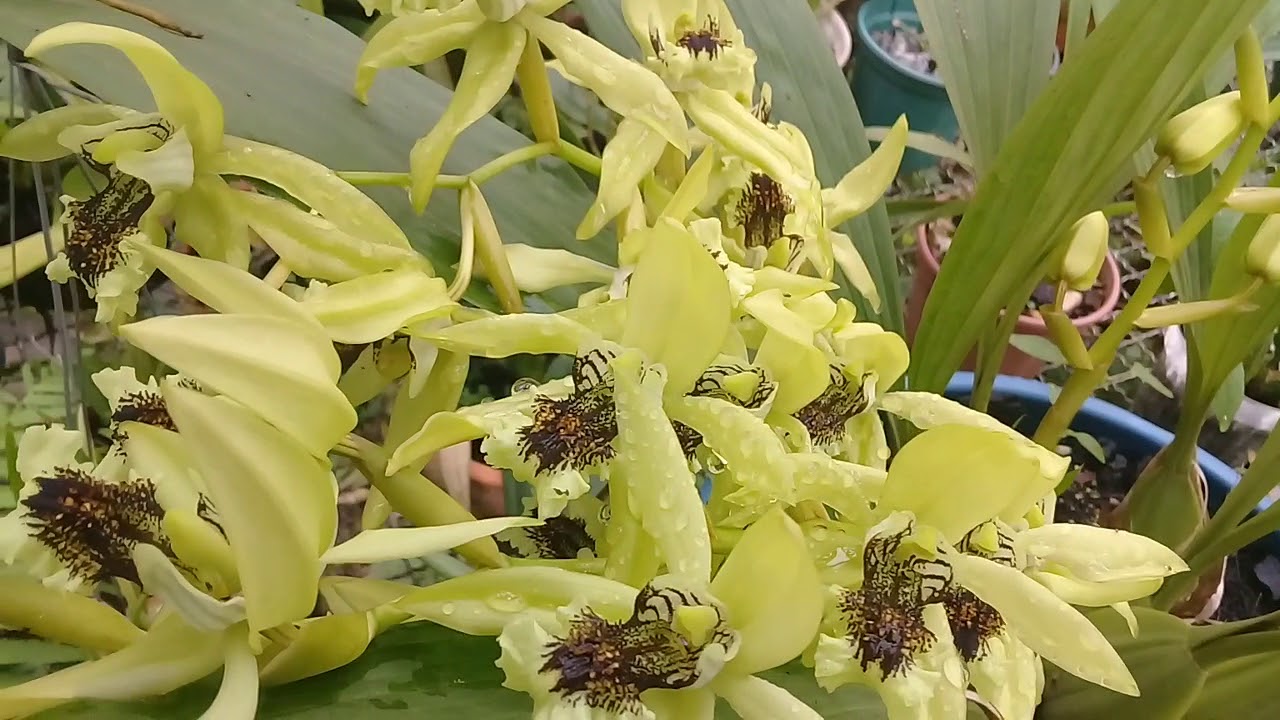 Orquidea Celogyne pandurata - thptnganamst.edu.vn