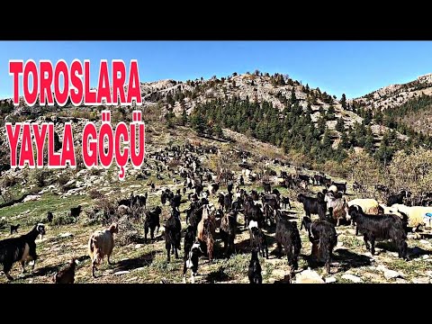 KEÇİ ŞÜRÜSÜ İLE TOROSLARA YAYLA YOLCULUĞU