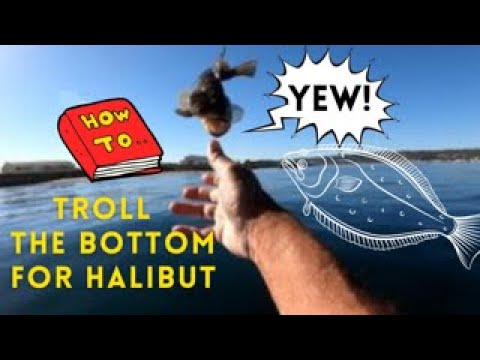 How To Troll The Bottom For Halibut  #howtotroll #Howtotrollforhalibut  #kayakfishing #livebait 