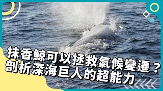 20240614 Unit62【抹香鯨可以拯救氣候變遷剖析深海巨人的超能力】完整課程