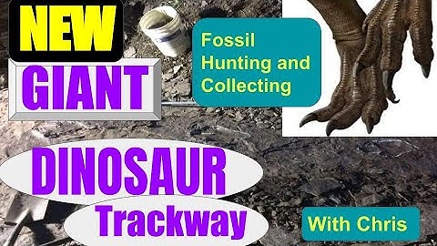 Fossils - New Giant Dinosaur Trackway !!!  Fossil Hunting and Fossil Collecting with Chris