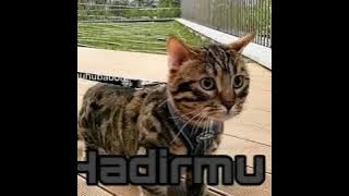 Hadirmu - Alleycats (Cover by Shamringgo)